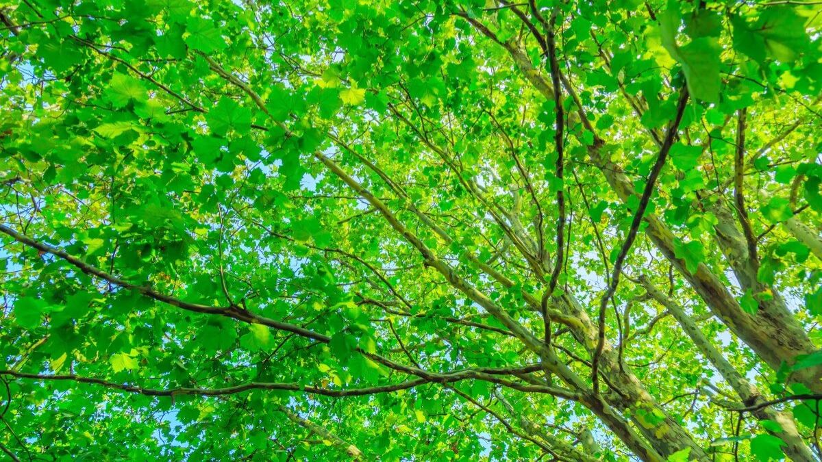 2025 Is the Year CCUS Stops Being a Buzzword and Starts Being Infrastructure